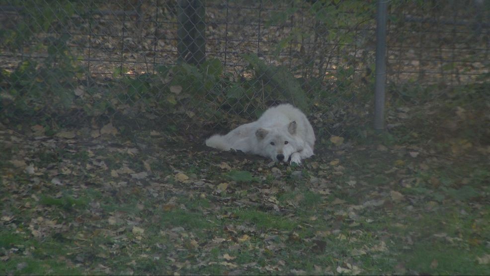 Bay Beach Wildlife Sanctuary plans 564-acre habitat restoration, construction eyed in 2028 — Fox 11 Green Bay Local, Laredo Community news