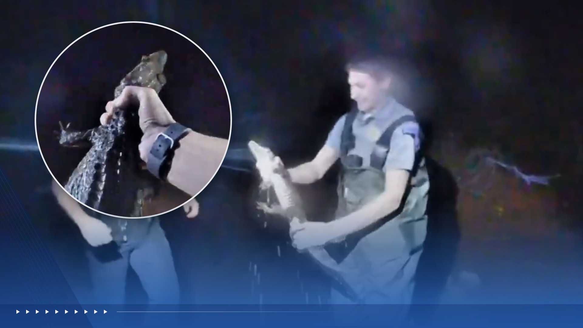 'That's all on bodycam, baby!': Video shows deputies wrangling escaped caiman in an Oklahoma creek — WISN 12 Milwaukee